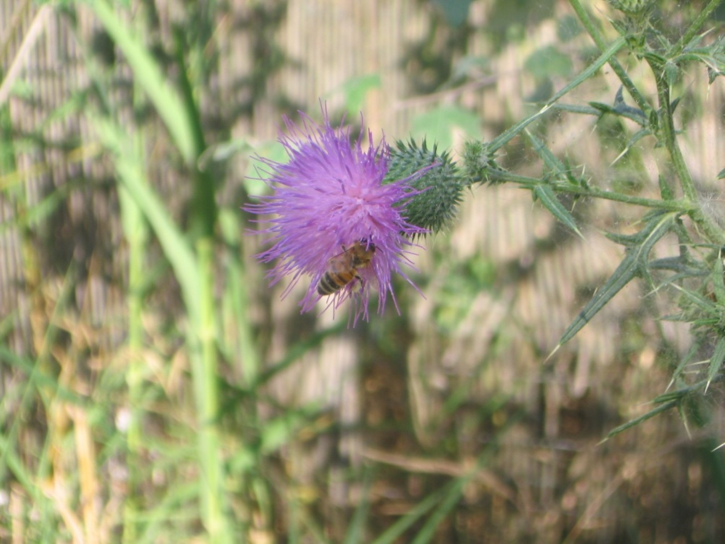 Cirsium vulgare